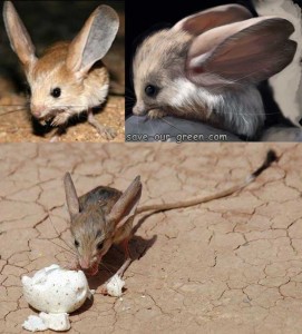 Long Eared Jerboa - Save Our Green