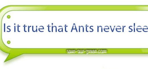 Is it true that Ants never sleep?