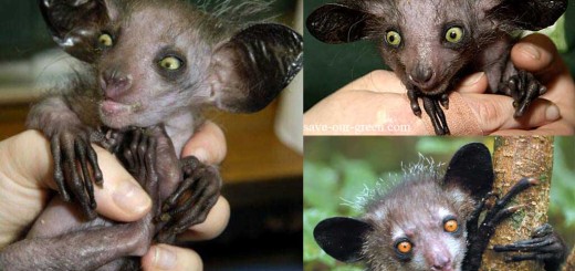 Aye-aye