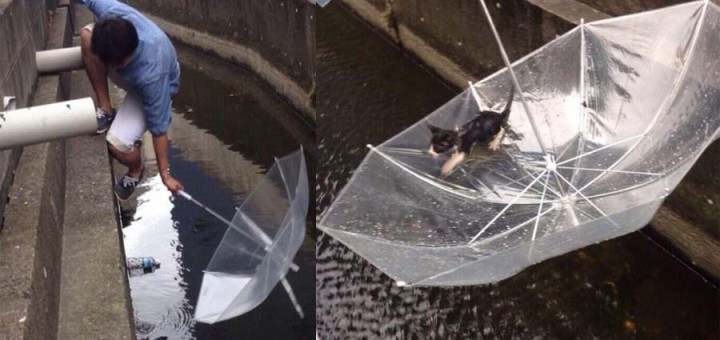 Guy Saves Drowning Kitten With An Umbrella