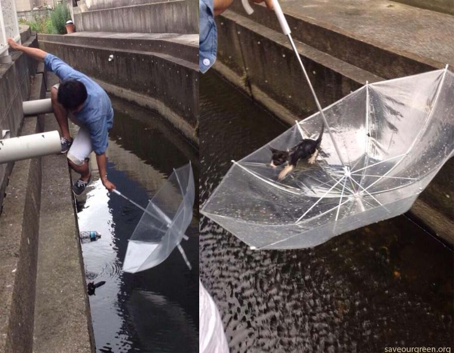 Guy Saves Drowning Kitten With An Umbrella