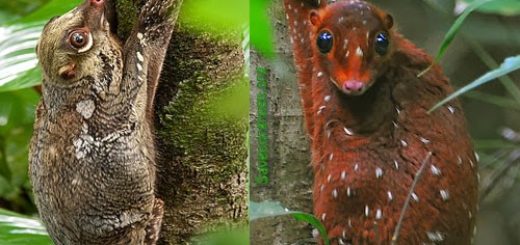 The Sunda flying lemur