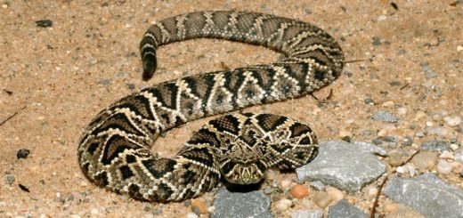 The eastern diamondback rattle snake