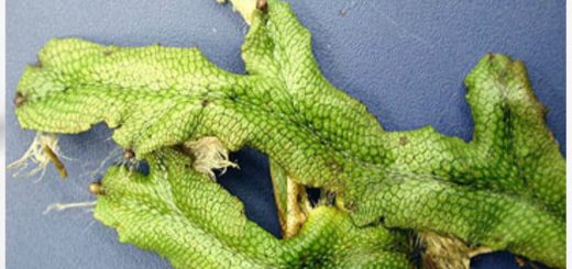 Snakeskin Liverwort