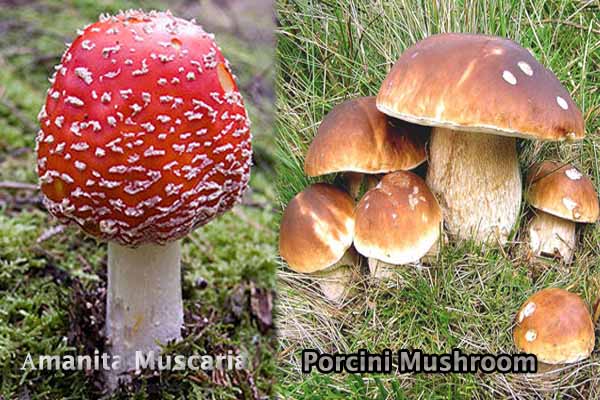 Аmanita Muscaria and Porcini Mushroom