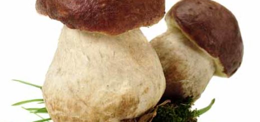 The Delightful Mushroom Named the Porcini