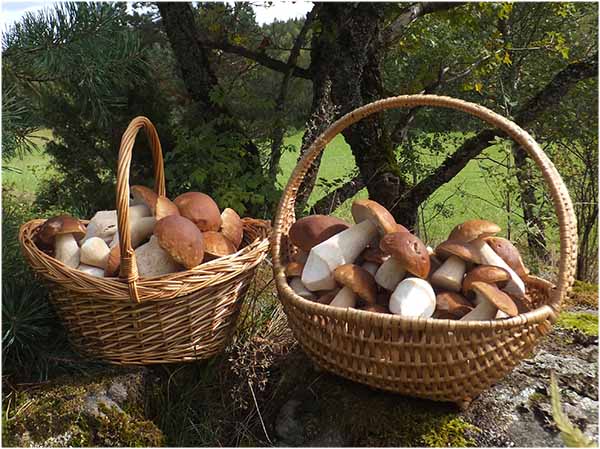 You Need To Be A Licensed Picker to store Porcini