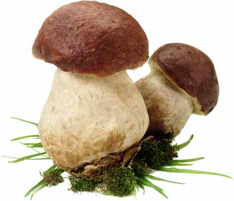 The Delightful Mushroom Named the Porcini