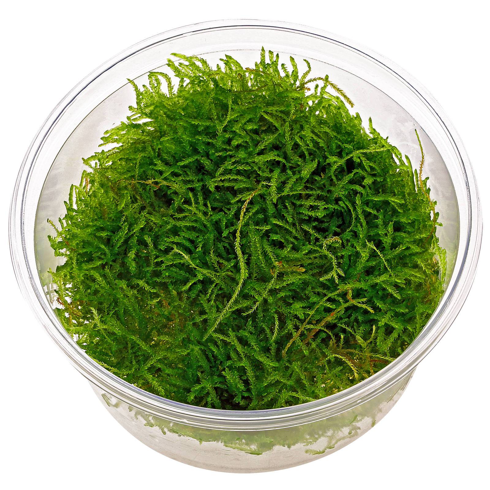 A delicate moss, Java Moss - Save Our Green
