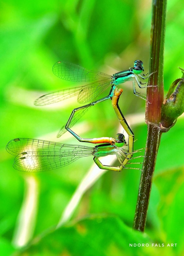 dragonfly love