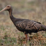 Giant ibis bird