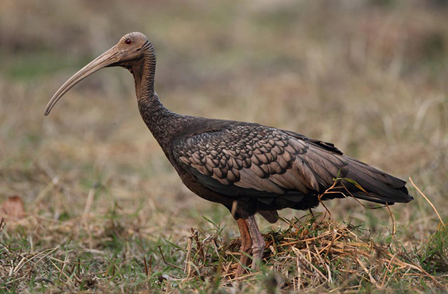 Giant ibis bird