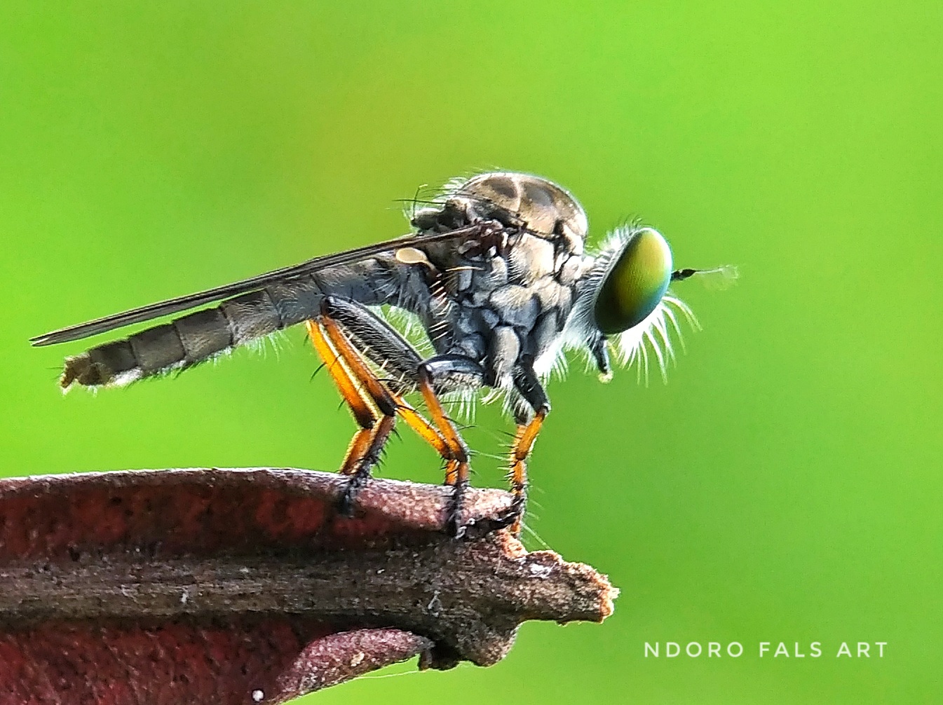 Black Robber Fly Redmi 4a+lens Snapseed Lamteng-INDONESIA 10.02.2018