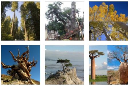 great trees in the world